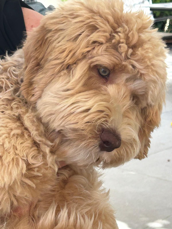 Camden lane Luffy Gem Wish Come True from YOBO Labradoodles