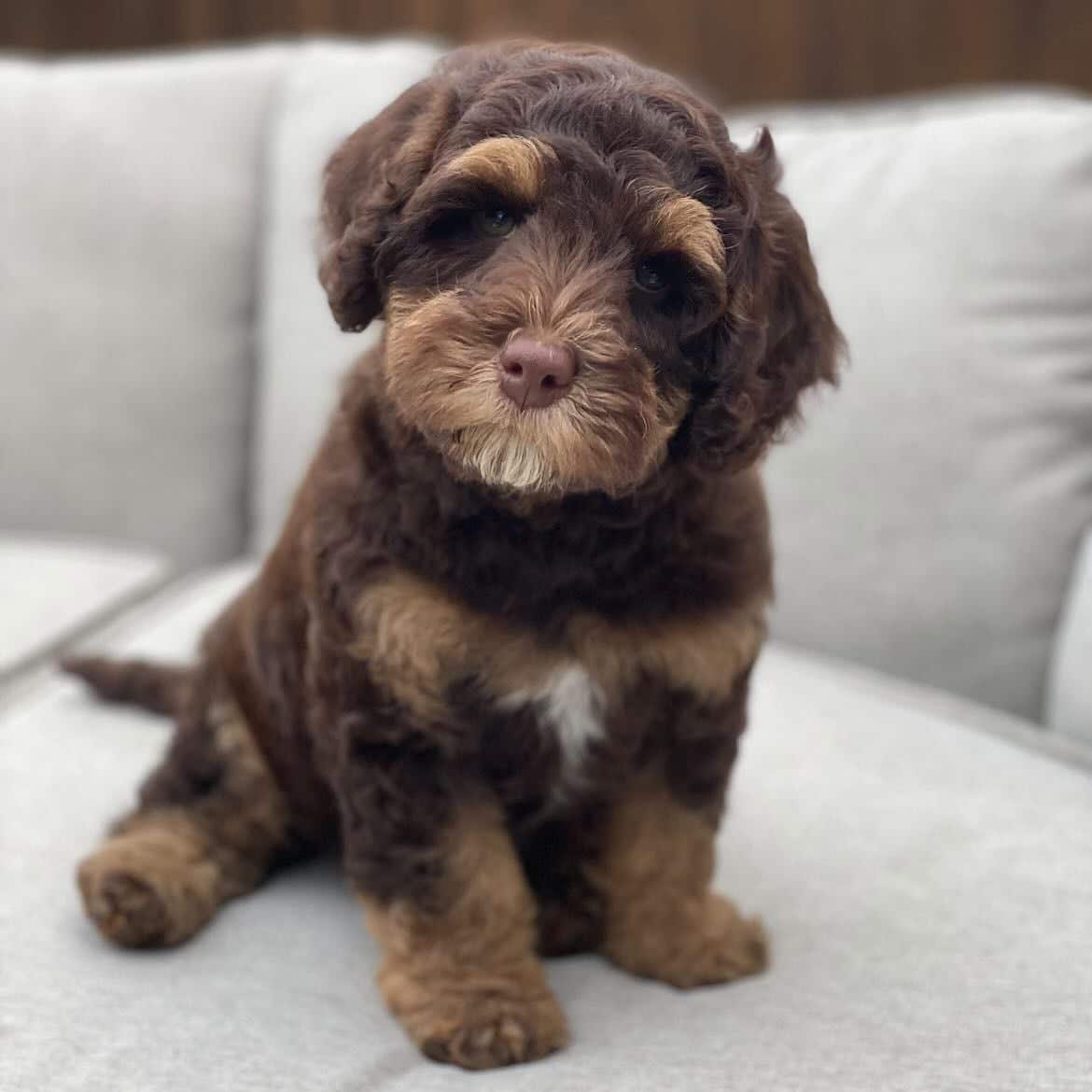 Avery Lane's WAKAN On Sushine - YOBO Labradoodles