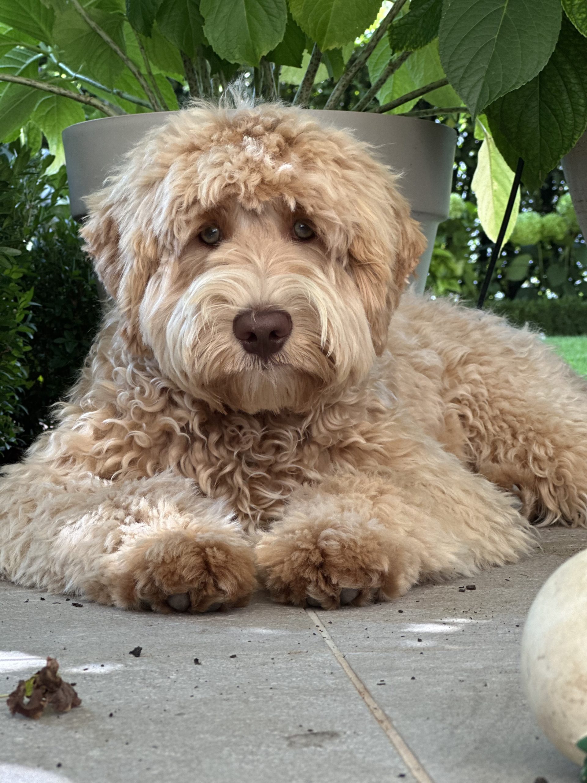 Camden lane Luffy Gem Wish Come True from YOBO Labradoodles