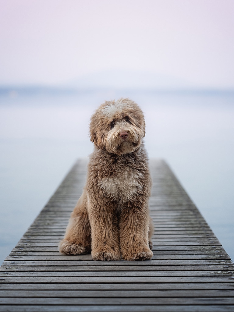 Riverbend NAÏA YOBO Labradoodles